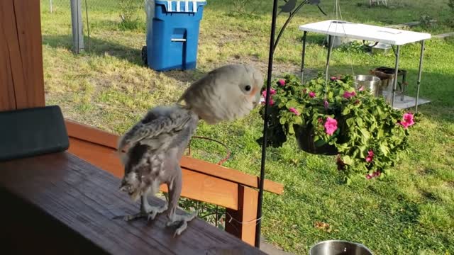 bird for emotion dances an electro