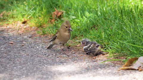 The baby bird is hungry