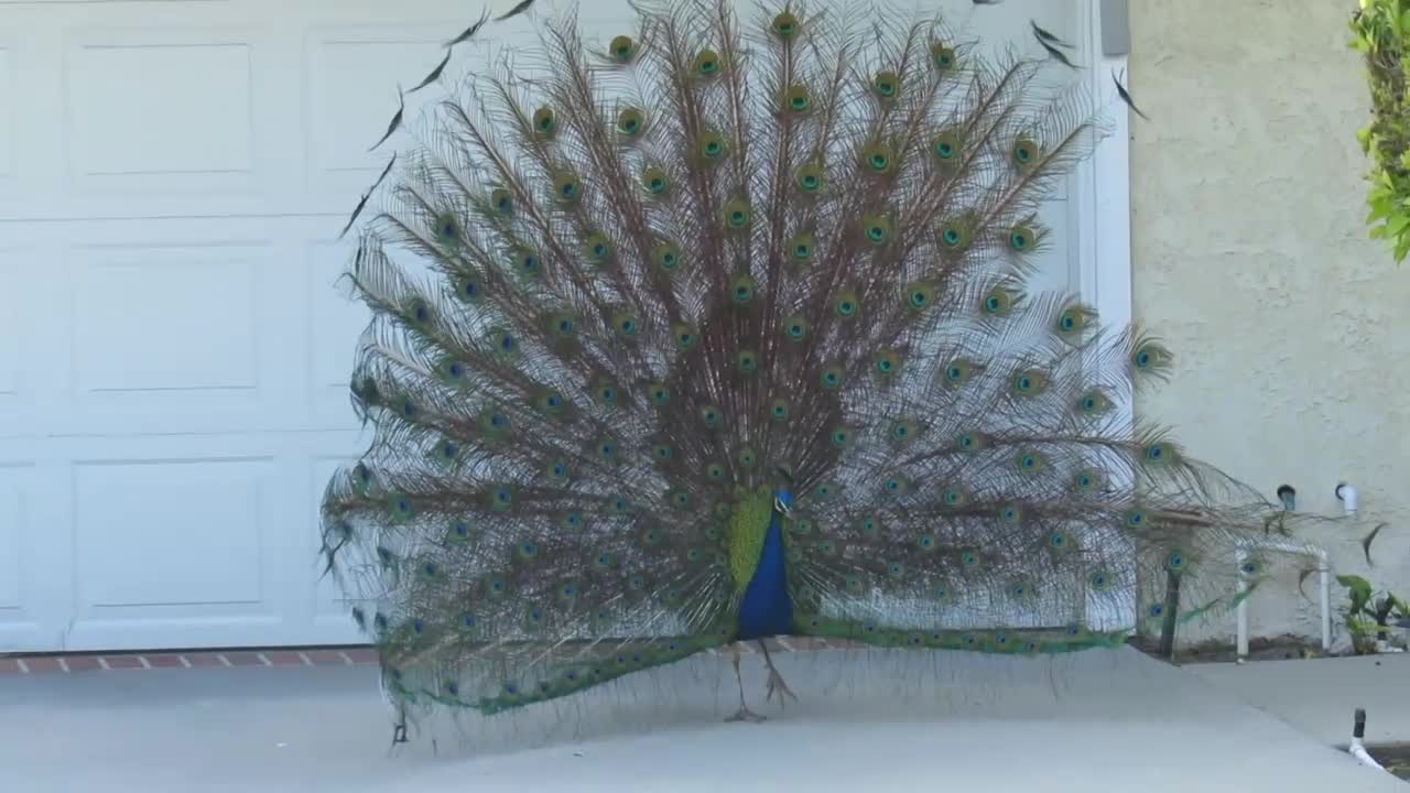 Wild peacock puts on display for suburban homeowner