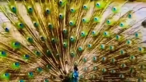 Peacock