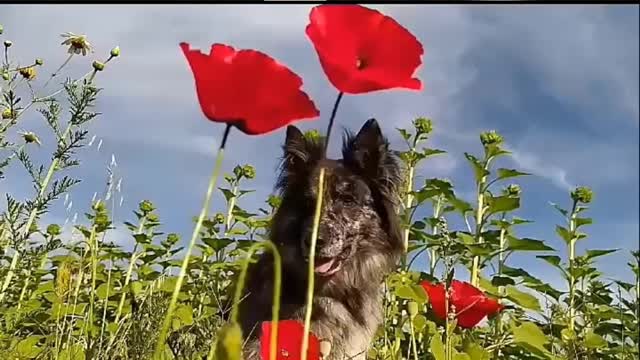 Dog and music and nature