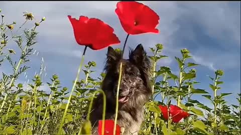 Dog and music and nature