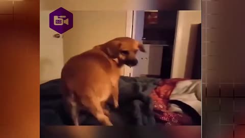 Perros.divertidos.videos