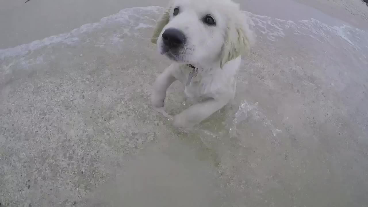 This adorable Golden Retriever's Day at the beach will Cheers you up