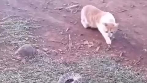 Funny animal videos|Cute animal videos |Funny dog&cat videos|Hilarious pet videos|funny video