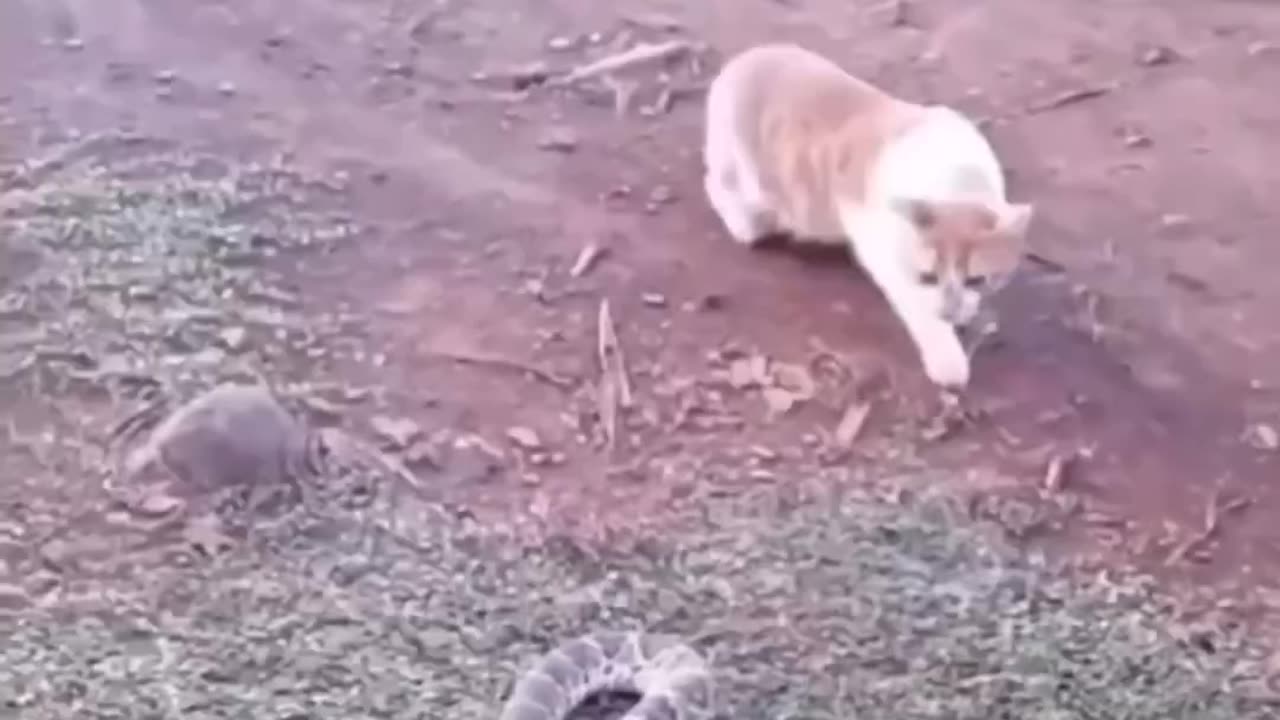 Funny animal videos|Cute animal videos |Funny dog&cat videos|Hilarious pet videos|funny video