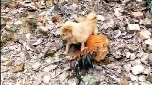 Funny roosters and dogs fighting