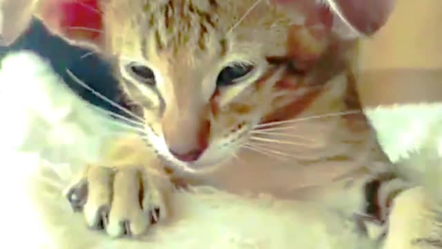 Baby Cats | Cute and Funny Cat Videos