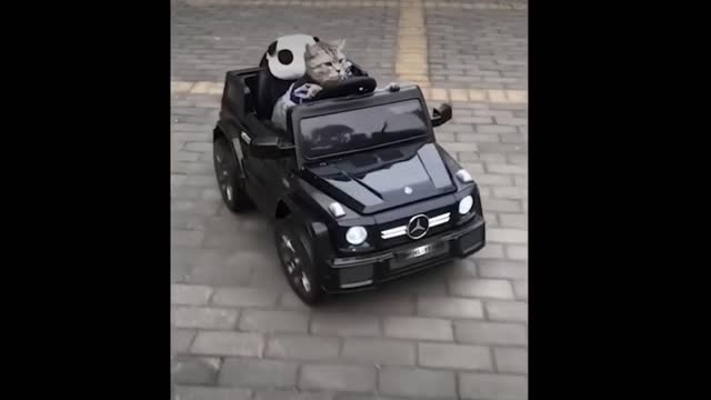 Car and cat funny video