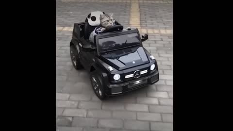 Car and cat funny video