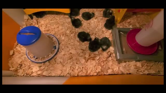 newly hatched chicks