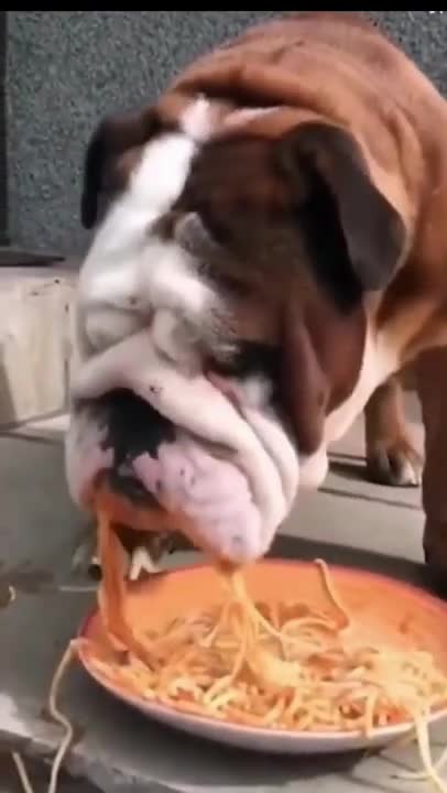 .whale talking to child, dog eating noodles #shorts