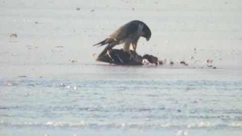 Peregrine Falcon butchered a mallard.