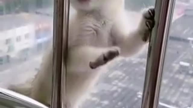 Cat cute sounds🥰Funny cats meow effect. Happy kitten 😸 cats funny videos cats meow