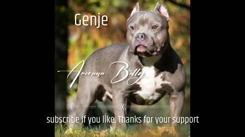 Genje - American Bully