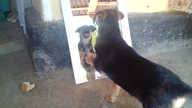 My Dog Against the Evil Mirror