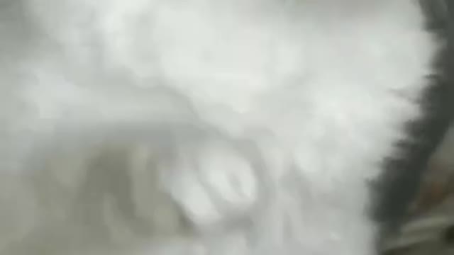 Best funny attitude of cat