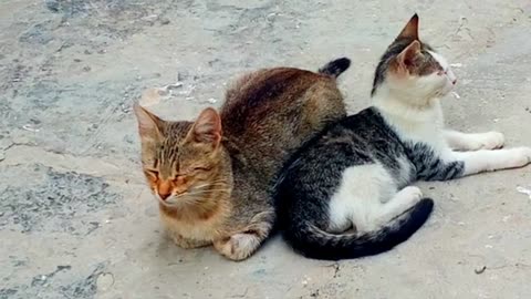 Cute baby kittens drinking milk. Baby kittens and mother cat