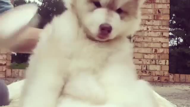 Hate to disappoint, but it takes effort to look this adorable