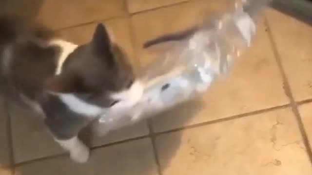 funny cat video Thief and clever