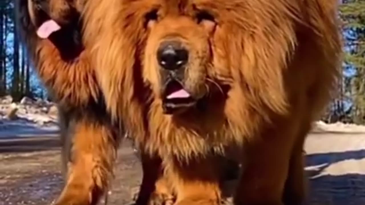 Biggest dogs in world 😳 Dogs for bear fighting