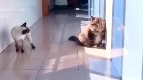 Hilarius Cat Viral Video