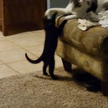 Morning with the animals 😁