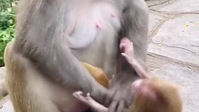 Monkey baby Vs mother. #shorts