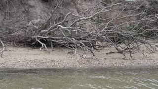 Bobcat Swims Between Islands Searching for Food