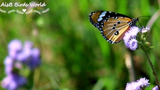 Beautiful butterfly on beautiful flowers flying slowly slowly