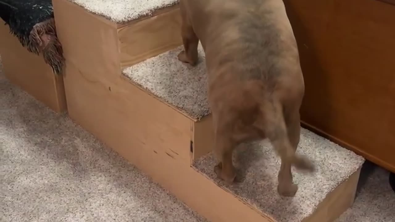 Dog funny moment