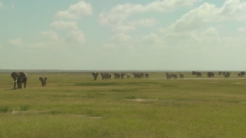 A large herd of African elephants migrate across Amboceli National Park in Tanzania