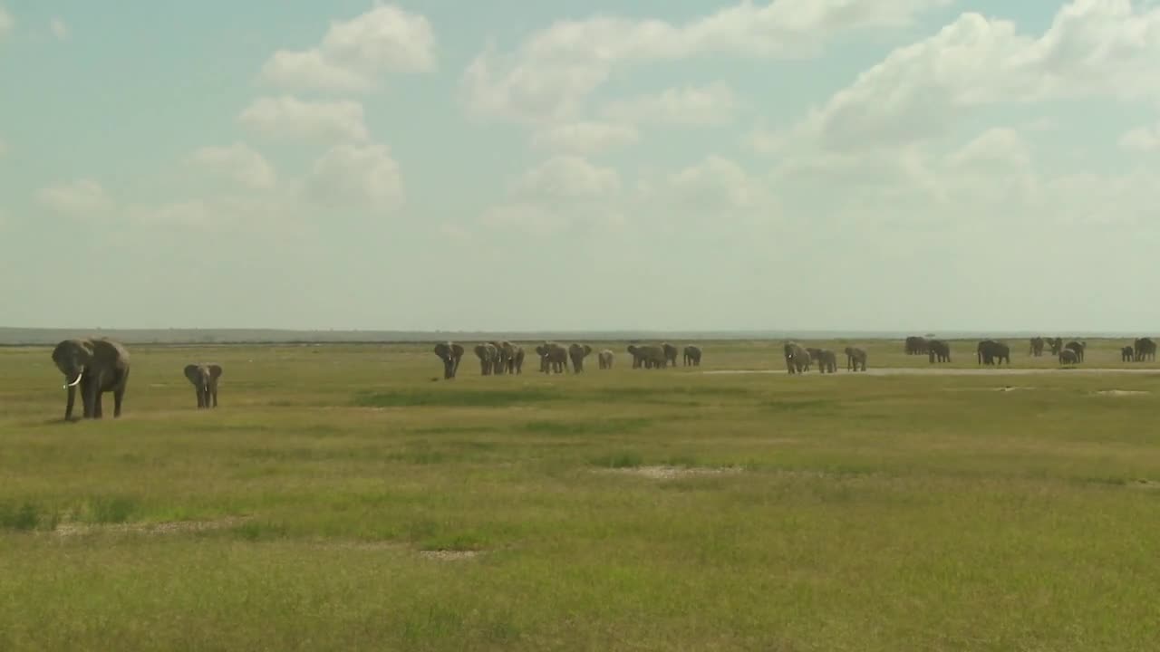 A large herd of African elephants migrate across Amboceli National Park in Tanzania