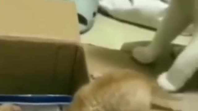 Viral Video😂🤣