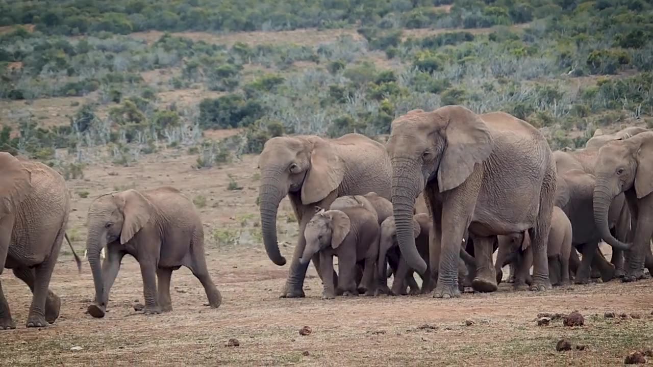 Cute elephants group in forest. Elephants video , Rumble trading video