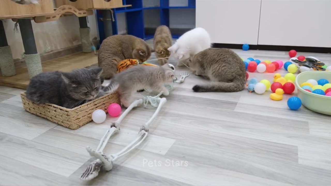 Funniest Animals 2023 😻 Best Funny Cats and Dogs Videos 😍🐶