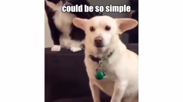 Watch what this cat is thinking about this dog😂 wait for the end