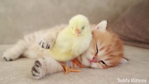 Cat and chicken