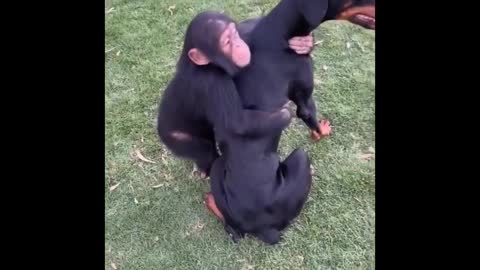 Funny Monkey Videos Compilation [BEST OF 2021]