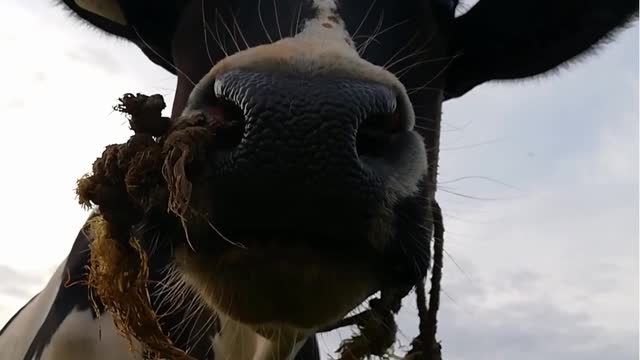 The sound of the cow lowing