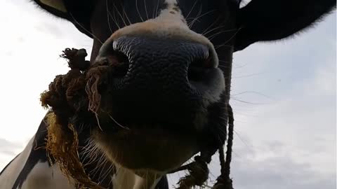 The sound of the cow lowing