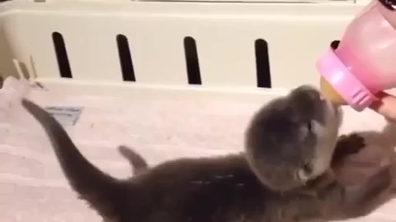 Feeding baby otter is the cutest thing