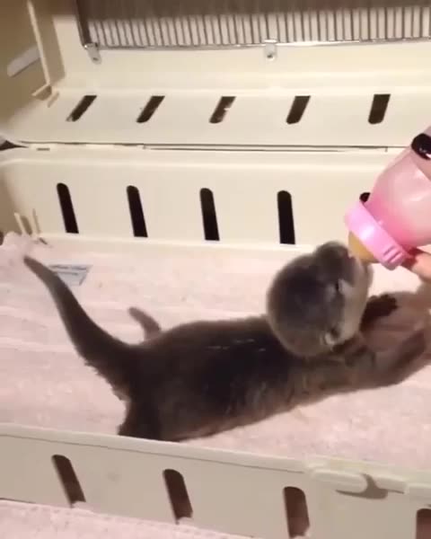 Feeding baby otter is the cutest thing