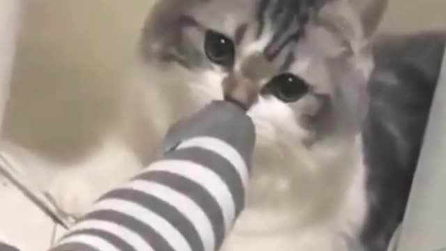 funny cats