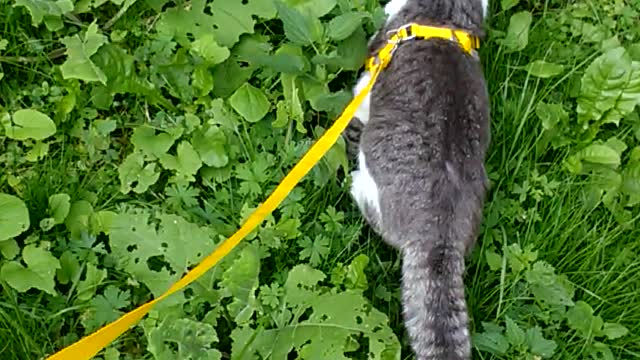 walking cat on a harness