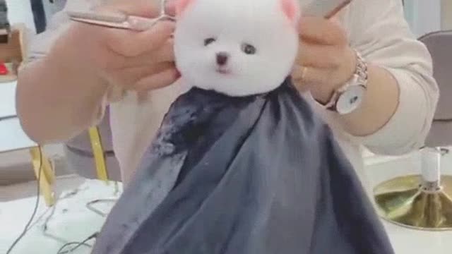 Cute puppy and there cuteness