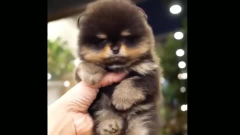 super cute pet