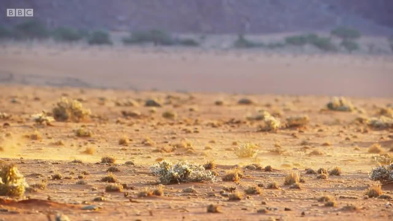 Ostrich Gives the Performance of His Life | The Mating Game | BBC Earth