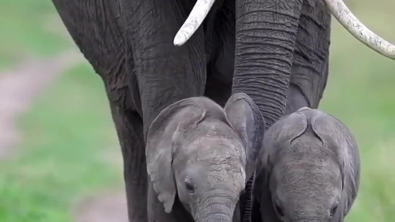 Elephants