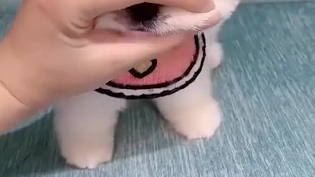 Cute puppy🐶 funny moment